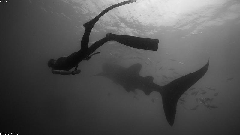 Freediving (Serbest Dalış)